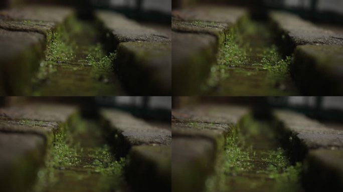 微观拍摄石头苔藓