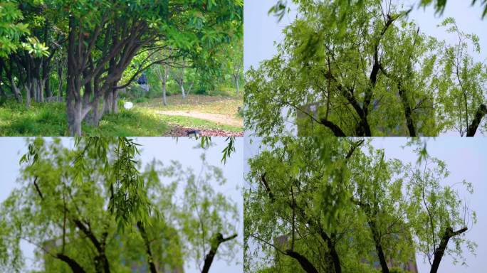 春天秋天公园柳树柳叶飘扬大自然风景视频素