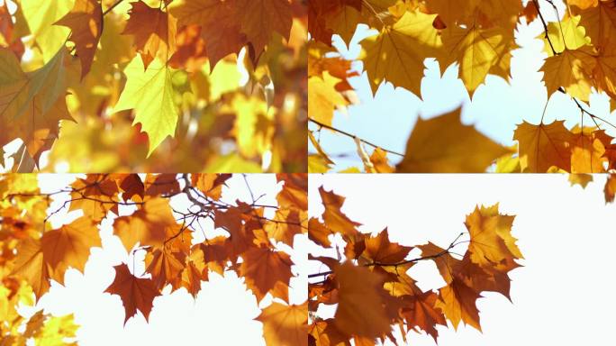 逆光树叶唯美意境秋天金黄金秋阳光透过树叶