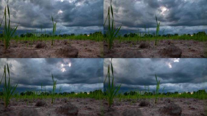 在泰国，土壤干燥的绿色稻田随着时间流逝，农民在水稻死亡前等待雨水