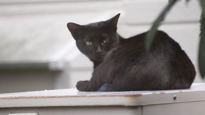 一只黑色的流浪猫被噪音惊醒