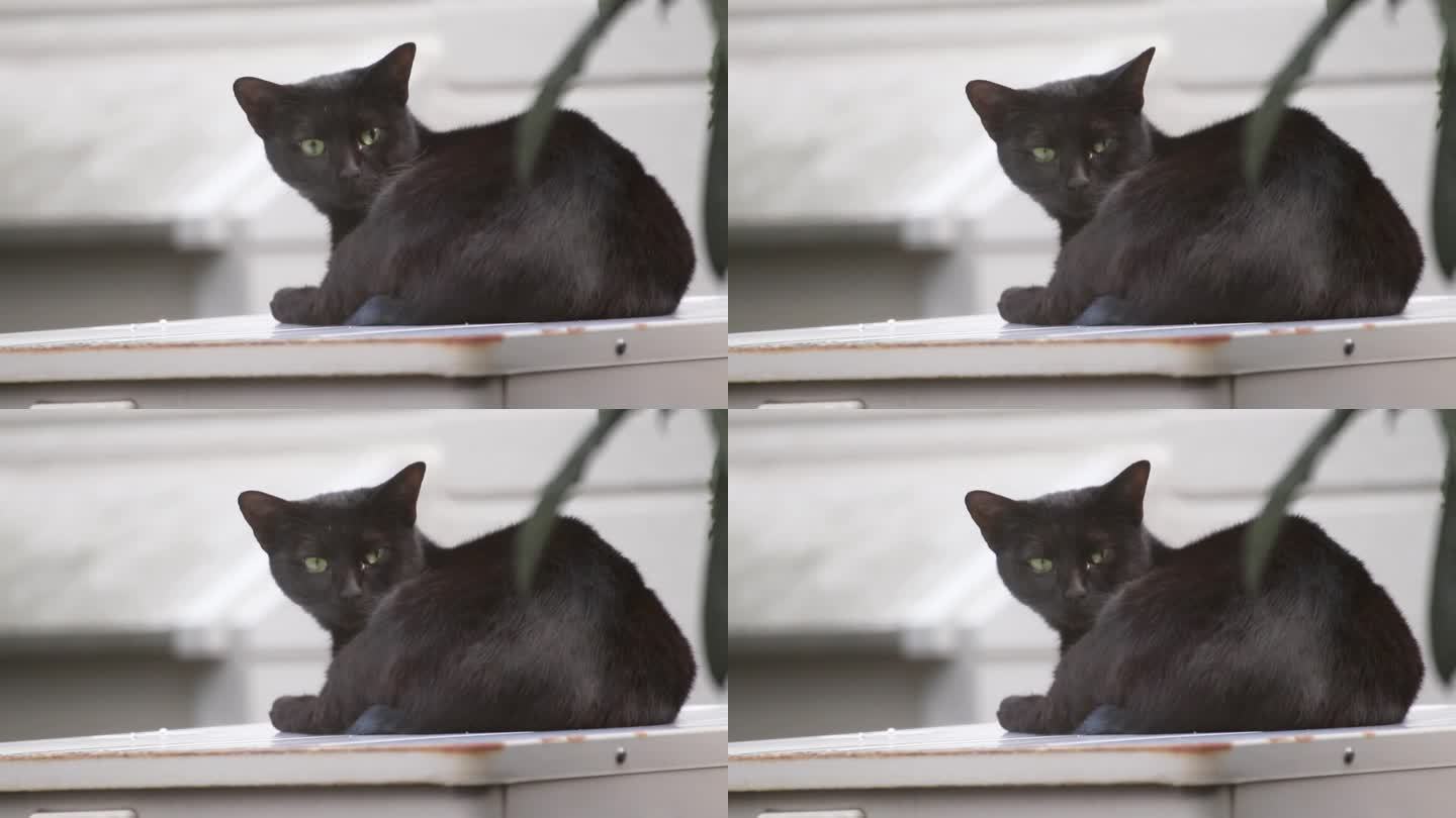 一只黑色的流浪猫被噪音惊醒