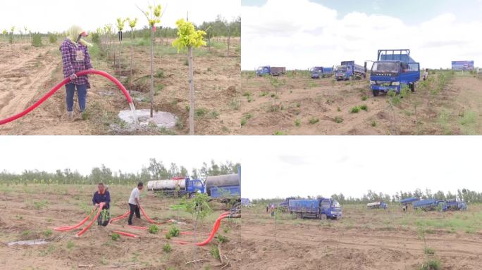 林业工人水罐车浇灌树苗养护树木植树造林