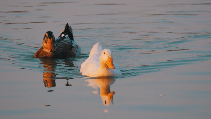 鸭子在湖水中游泳农村振兴乡村养小鸭子养殖