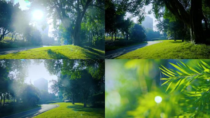 清晨公园阳光草地逆光大树清新生态视频素材