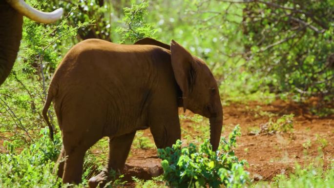 新出生的非洲象进入森林的镜头