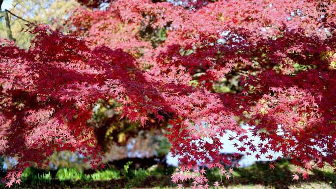 秋天火红的枫树枫叶
