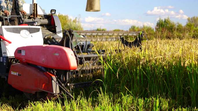 稻子收割 丰收季节 机械化生产
