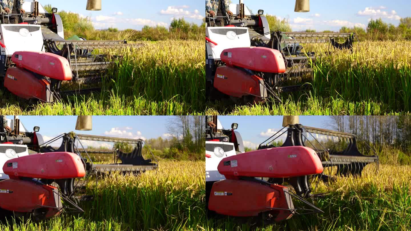 稻子收割 丰收季节 机械化生产