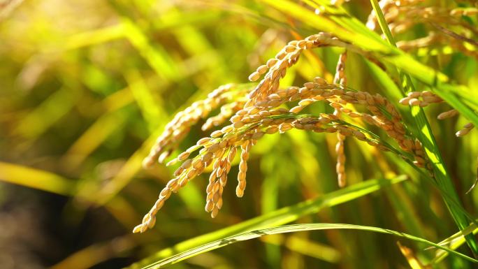 逆光唯美农场成熟水稻