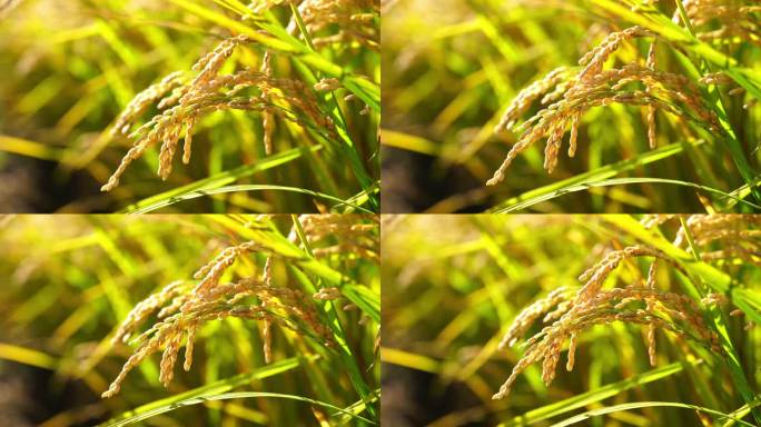 逆光唯美农场成熟水稻