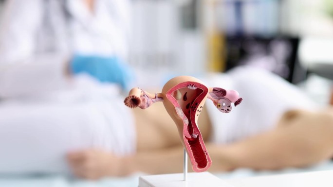 医生桌上的子宫解剖模型