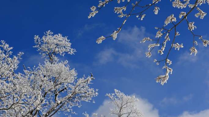 蓝天白云下挂满树桂的树枝在风中摇曳