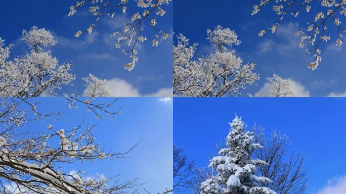 蓝天白云下挂满树桂的树枝在风中摇曳