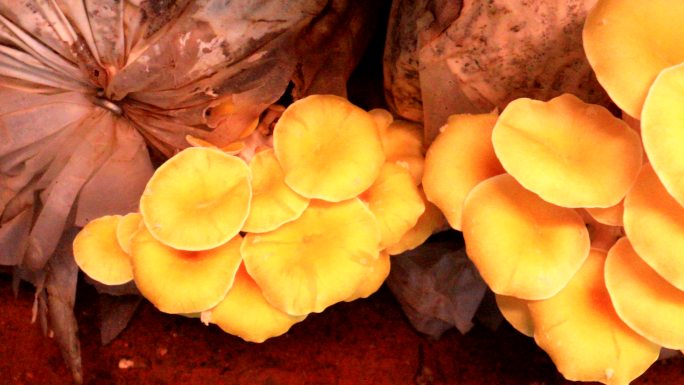黄金菇