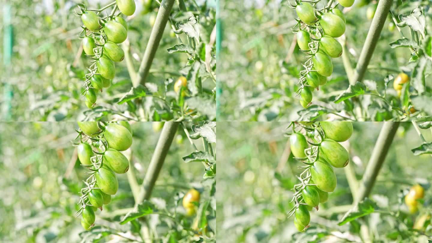 4K实拍农科院种植基地未成熟的绿色小番茄