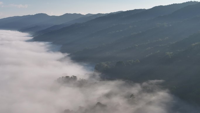 林区云海风景