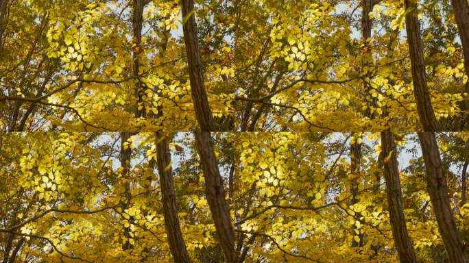 阳光明媚的山路秋天到了枫叶黄叶枯叶叶子黄
