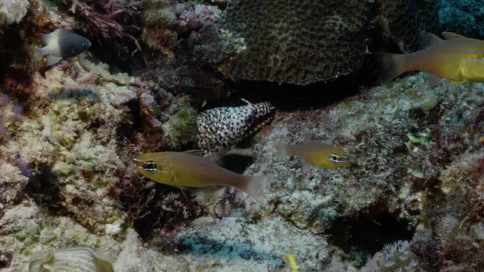 美丽的龙海鳗在背景中隐藏，而彩色珊瑚鱼游泳。