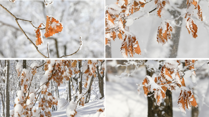 雪中的红叶 雾凇 树桂
