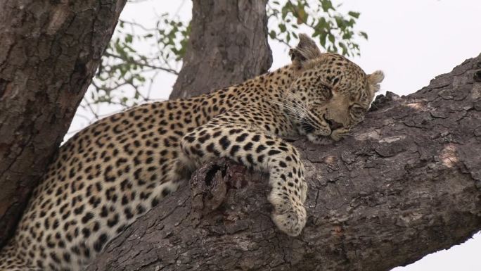 放大画面，豹子在树下熟睡，呼吸急促