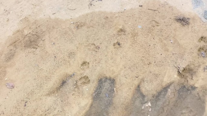 狗爪在泥里