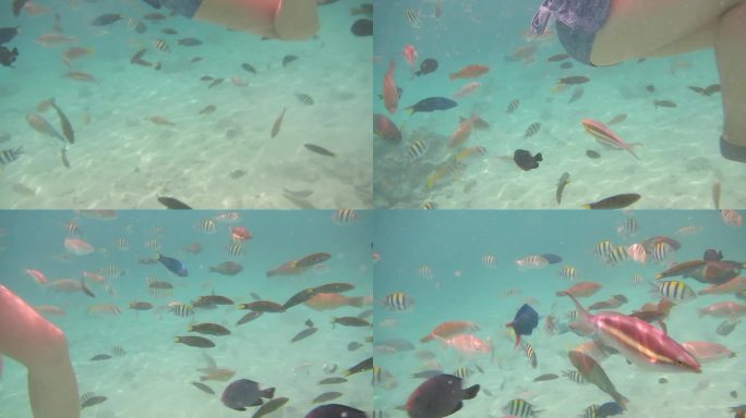 马来西亚仙本那海底鱼类