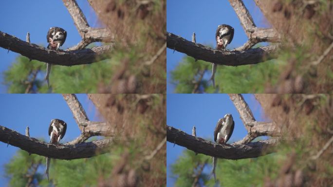 鱼鹰吃鱼挂在树枝上中远镜头望远