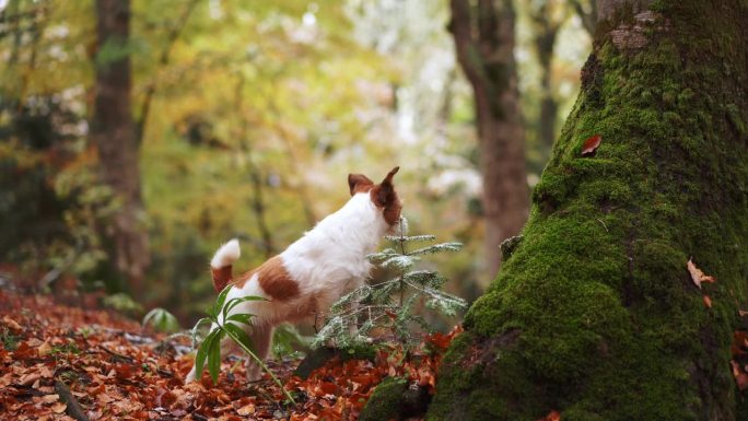 森林里的狗，一只白色和棕色相间的杰克罗素梗犬站在秋天的落叶中，旁边是一棵长满苔藓的树