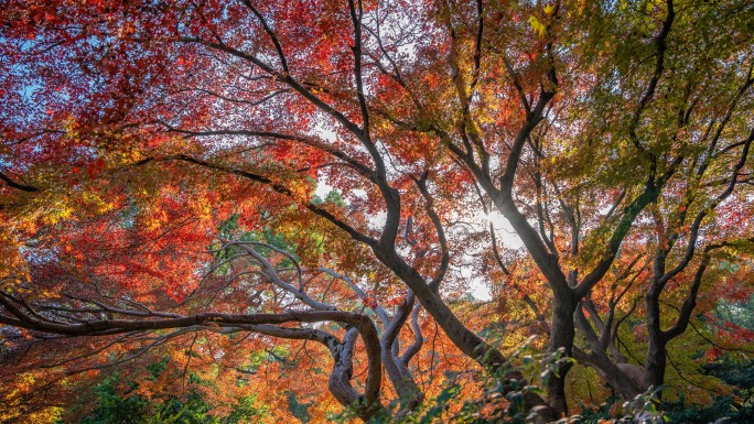 南昌人民公园的秋天红枫银杏鸡爪槭红花檵木