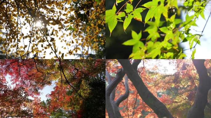 南昌人民公园的秋天红枫银杏鸡爪槭红花檵木