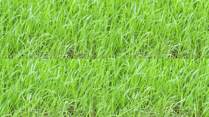 泰国曼谷郊区的农田里，微风吹拂着刚发芽的稻苗。
