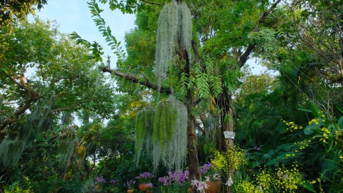 兰花园荫生植物空气凤梨