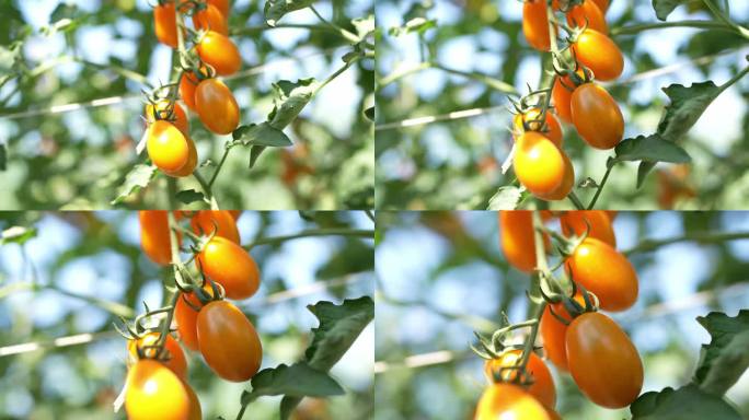 4K实拍阳光下种植基地的小番茄圣女果