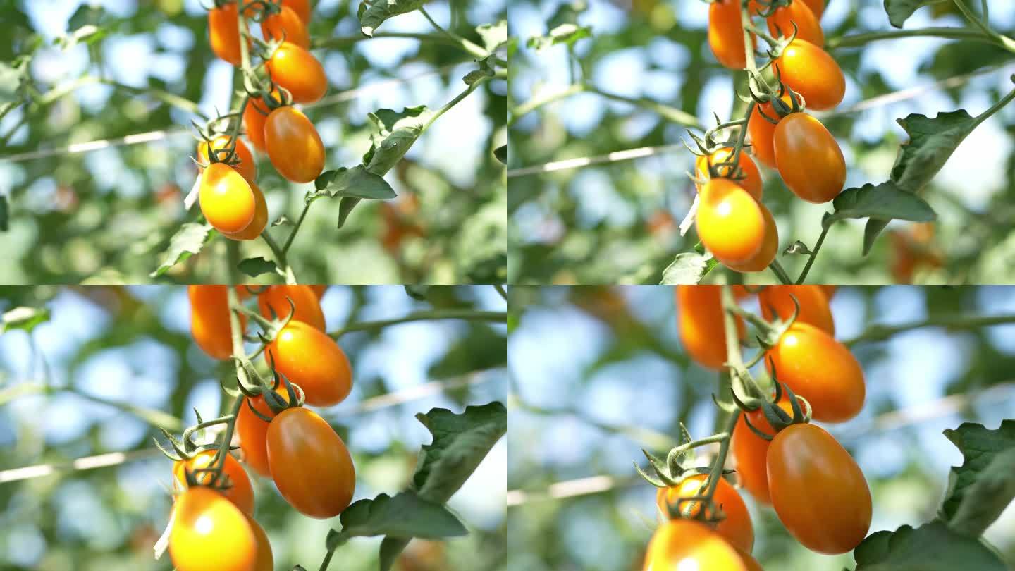 4K实拍阳光下种植基地的小番茄圣女果