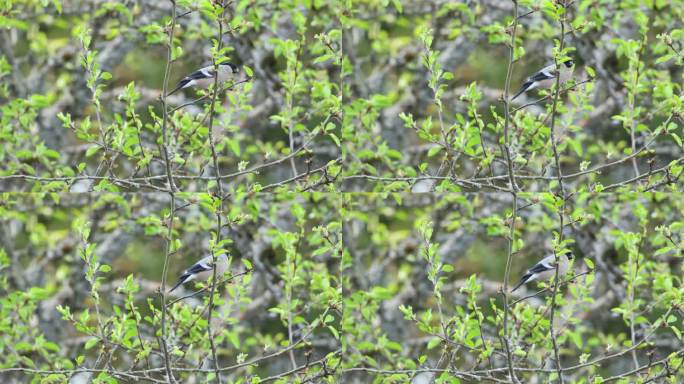 在欧洲的爱沙尼亚花园中，雌性欧亚红腹灰雀栖息在新鲜的树叶中间