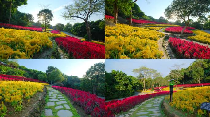 南宁青秀山绚兰花田阳光花海梯田穗冠花