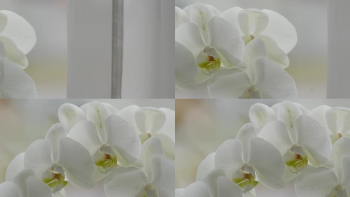 阴天，白色的兰花紧贴着窗户