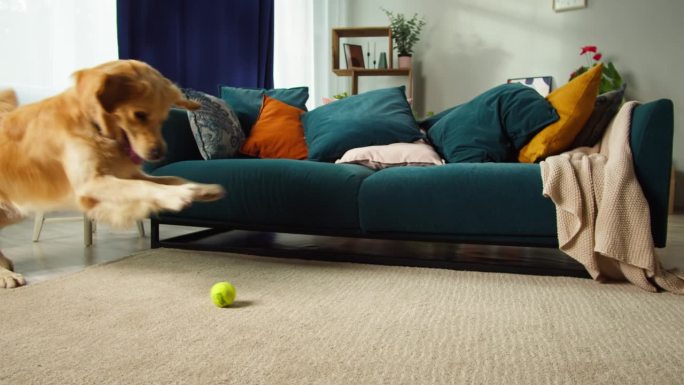 金毛猎犬追球的特写。狗在客厅地板上玩玩具。快乐家养动物概念，最好的朋友，小狗在家里跑。
