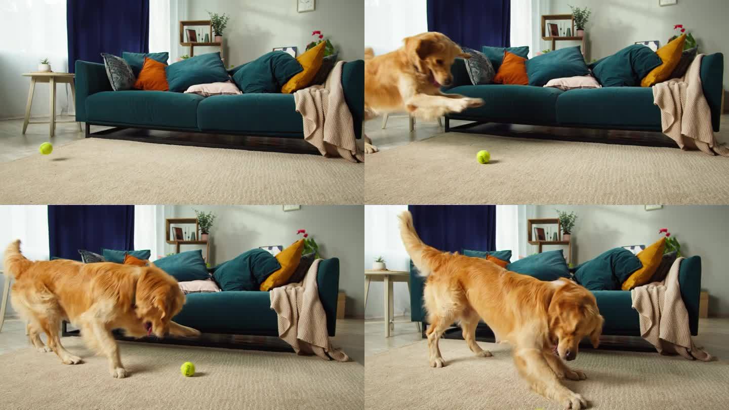 金毛猎犬追球的特写。狗在客厅地板上玩玩具。快乐家养动物概念，最好的朋友，小狗在家里跑。
