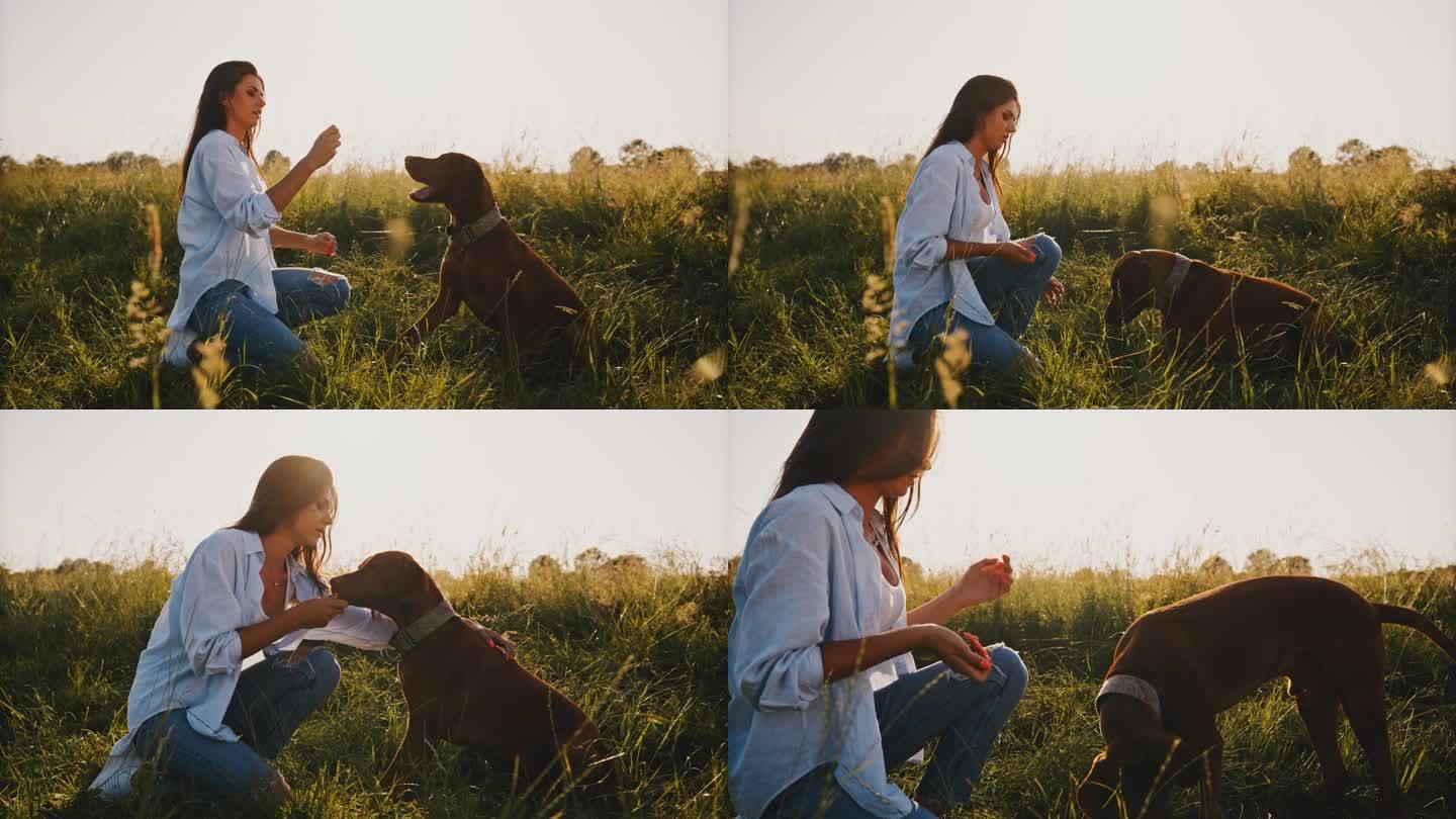 迷人的女人训练棕色的狗如何坐在绿色的草地中间。