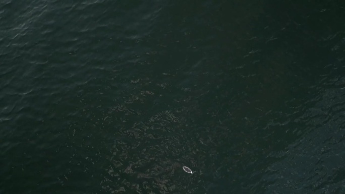 航拍的八发湖中一只鸭子在水中潜水的特写4k视频