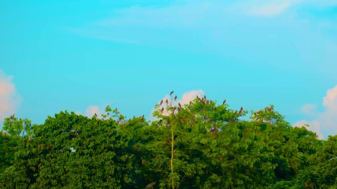 黑鸢鸟栖息在自然栖息地的树上。广角镜头