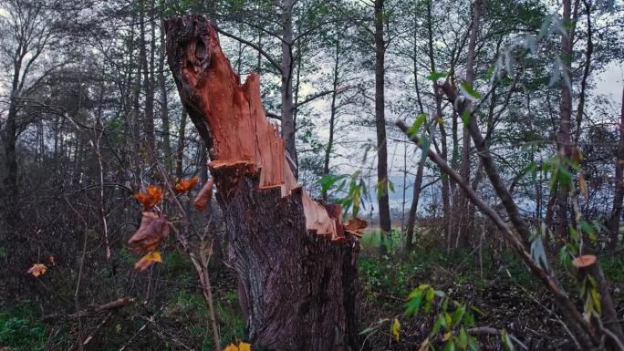 伐木工人砍断了健康的树干