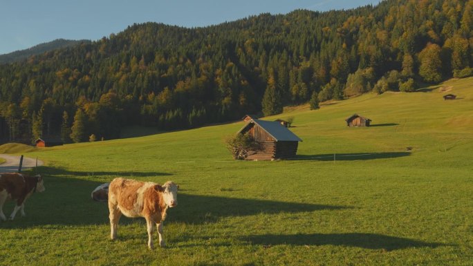 巴伐利亚阿尔卑斯山牧场上的牛