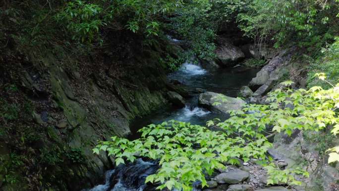 4K 大自然、小溪水、森林水源、溪流风景