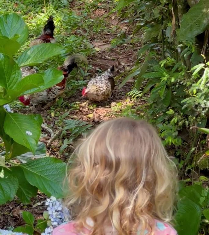 小女孩带着小鸡、公鸡和母鸡靠近绣球花