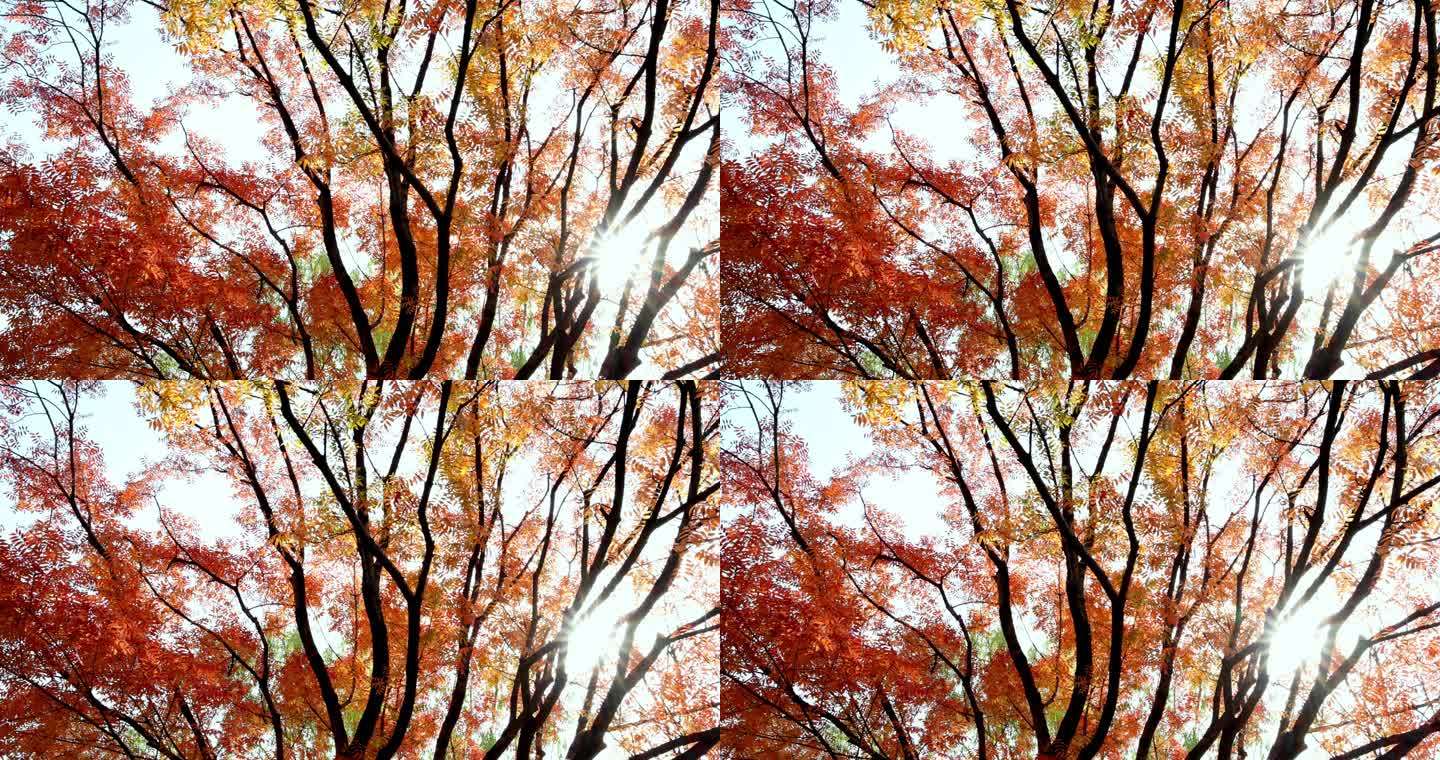 阳光穿过秋天的黄连木红叶唯美梦幻