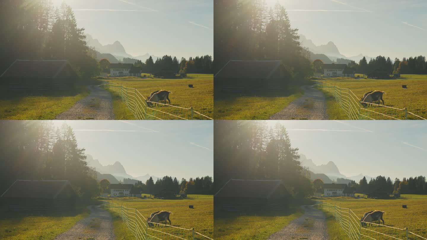 巴伐利亚乡村牧场上的山羊