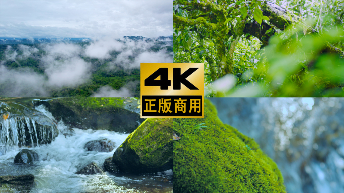 山自然河山川森林古树植物青苔生态自然